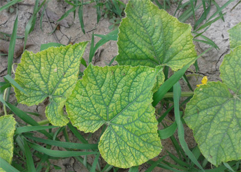 Manganese (Mn)