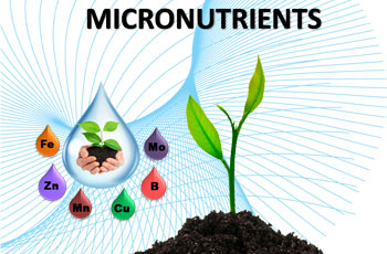Micro Nutrients