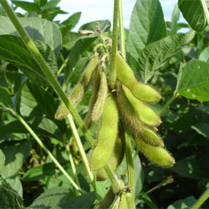 Soybean