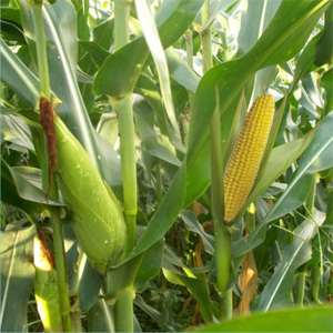 maize