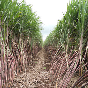 sugarcane